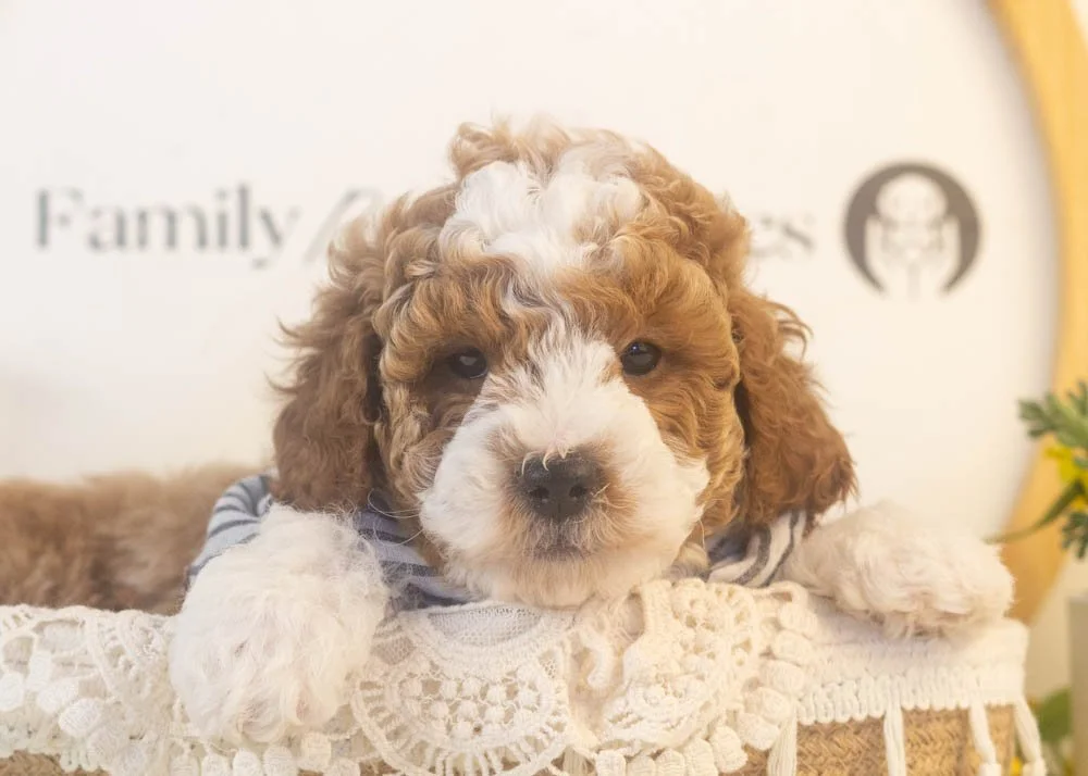 buzz goldendoodle for sale(1).jpg