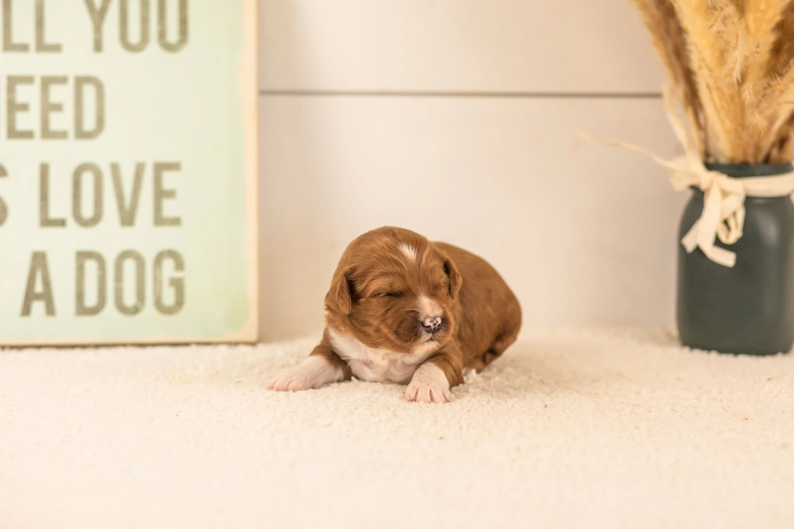 Astros goldendoodle for sale(2).jpg