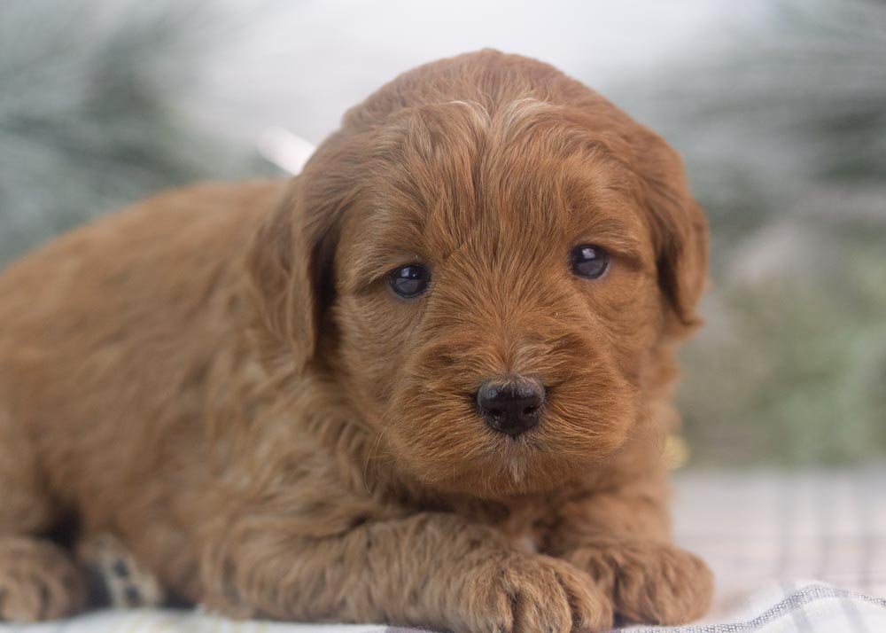 Candy goldendoodle for sale(1).jpg
