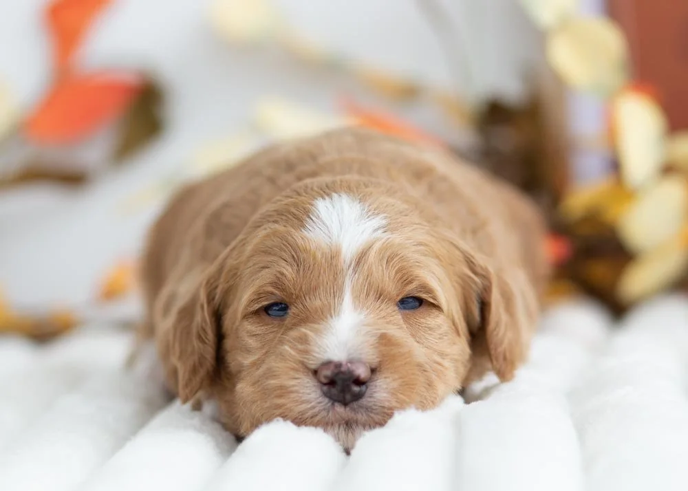 Butter Pecan goldendoodle for sale(1).jpg