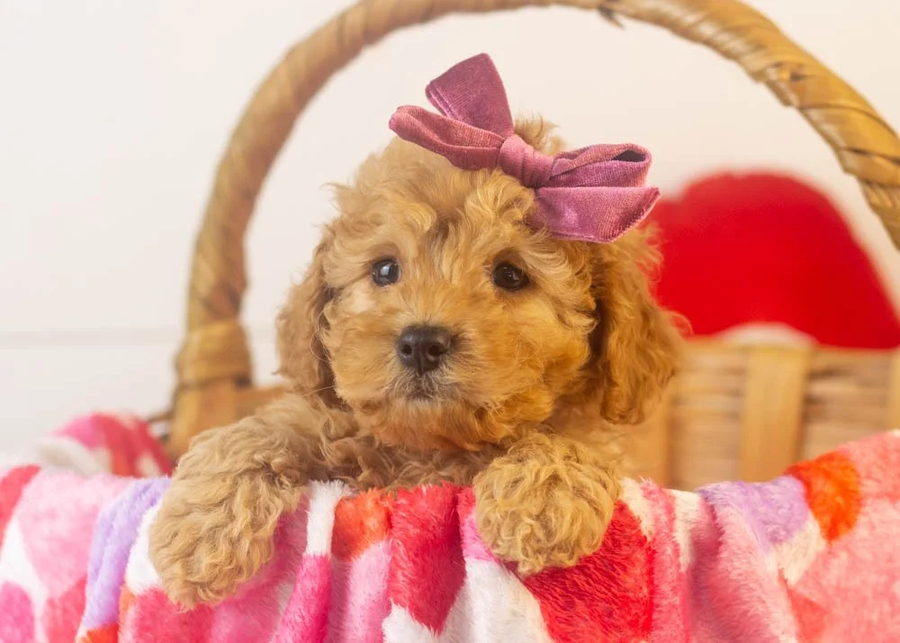 Whitney goldendoodle for sale(1).jpg