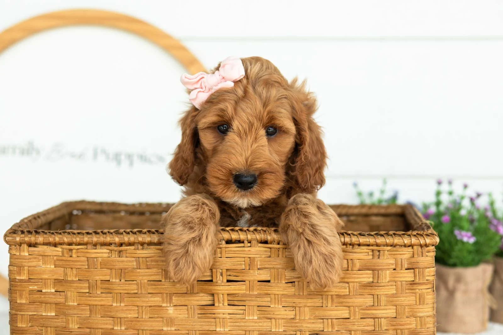 Angel goldendoodle for sale(3).jpg