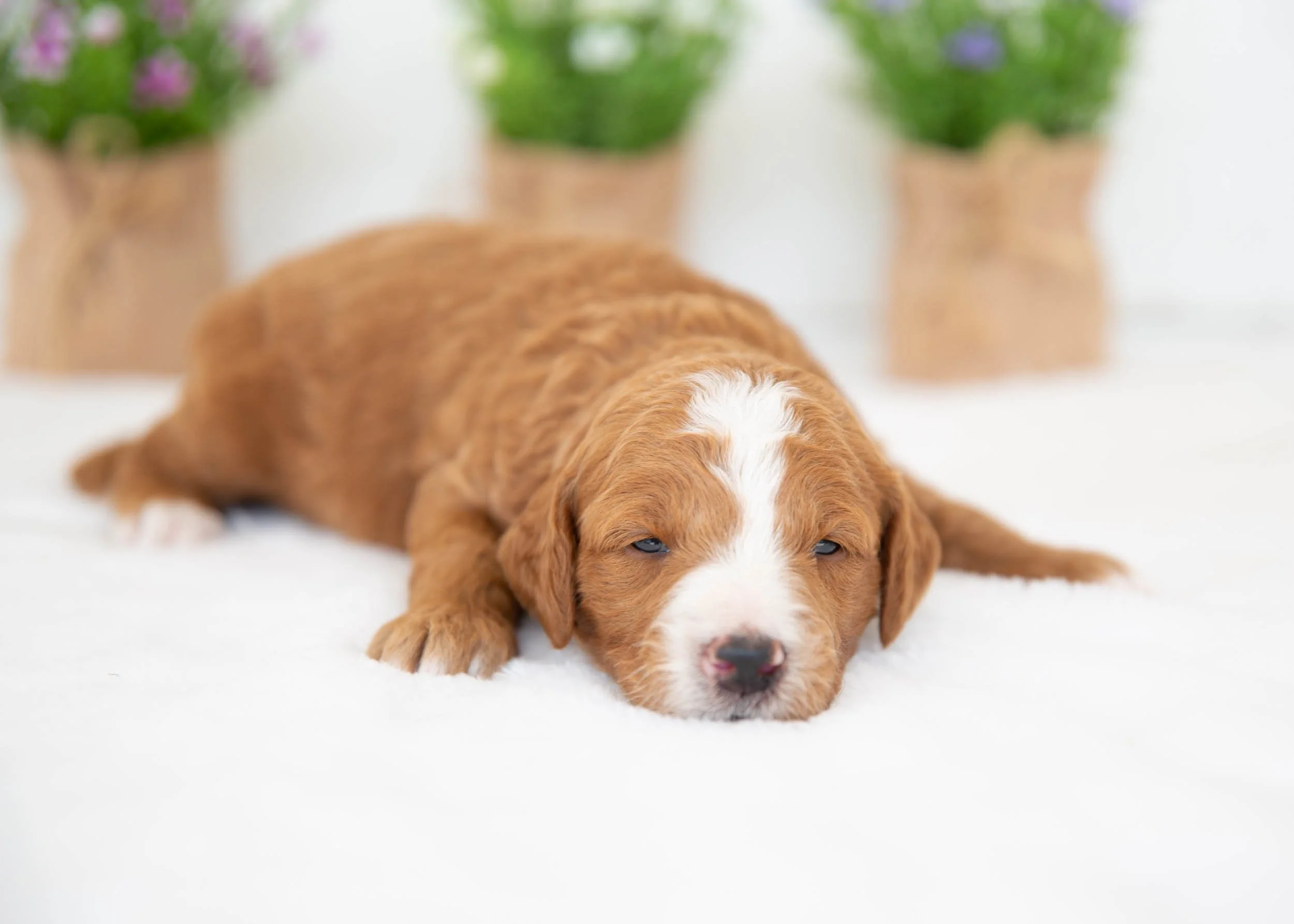 Slushie Goldendoodle for sale.jpg