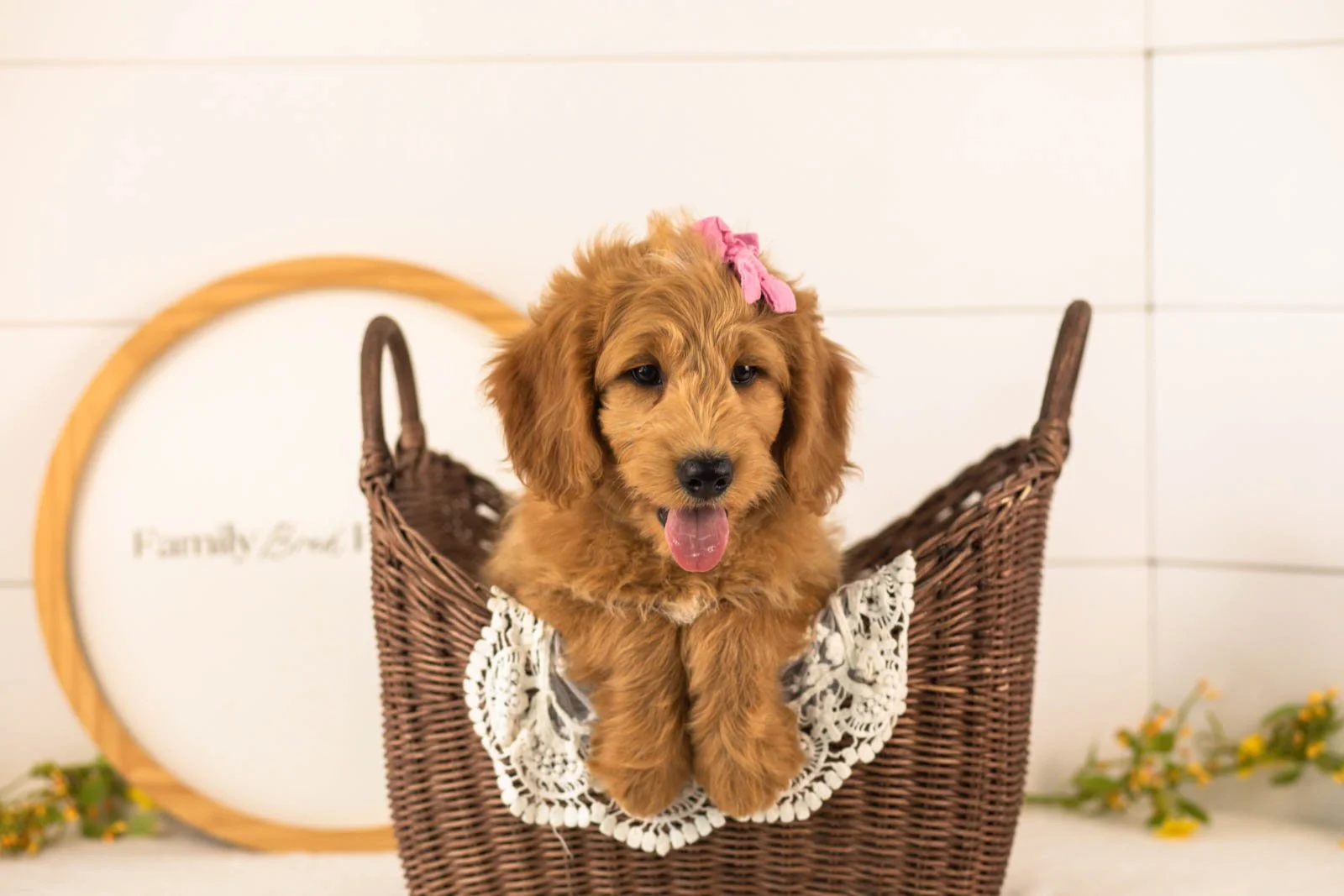 Cha Cha goldendoodle for sale(2).jpg