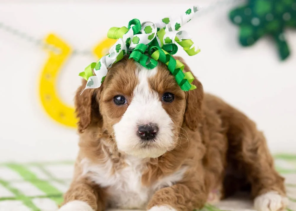 Brenda goldendoodle for sale(2).jpg