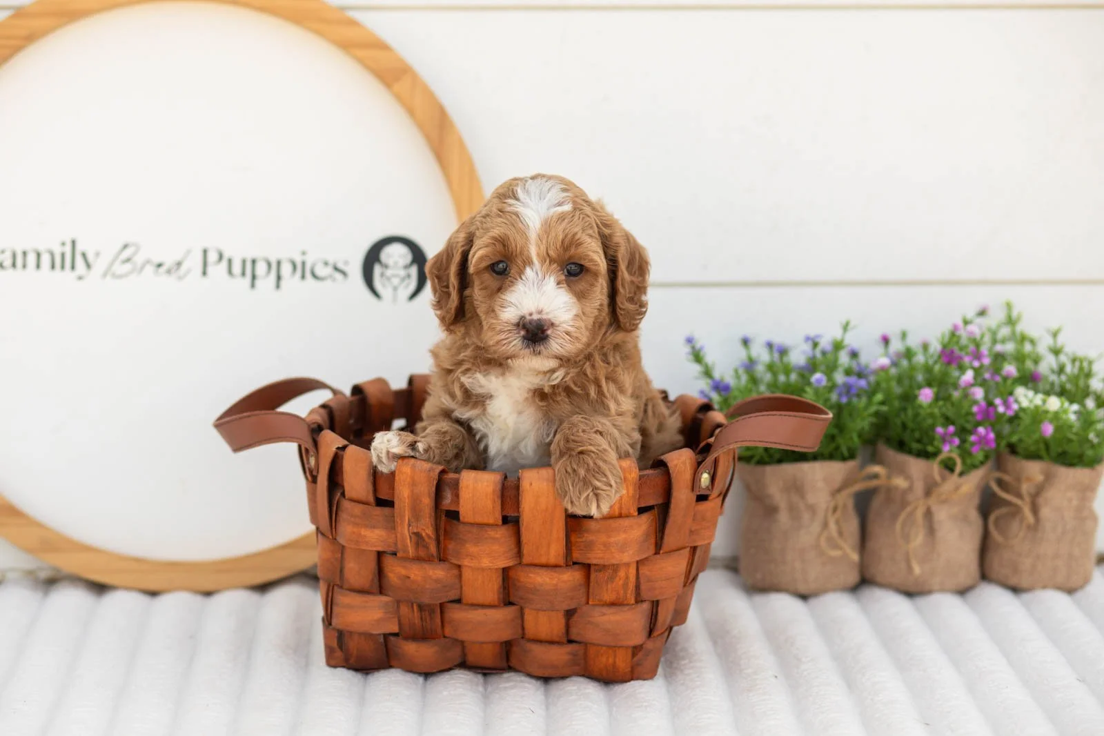 Mack goldendoodle for sale(4).jpg