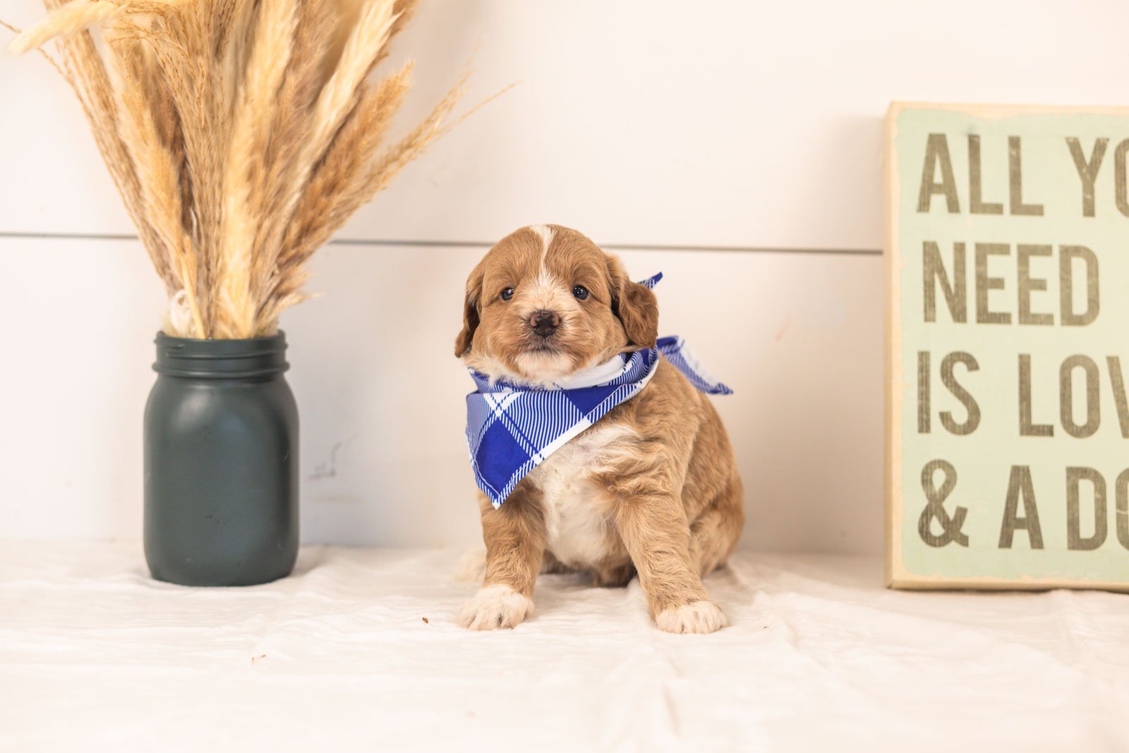 Agape goldendoodle for sale(3).jpg