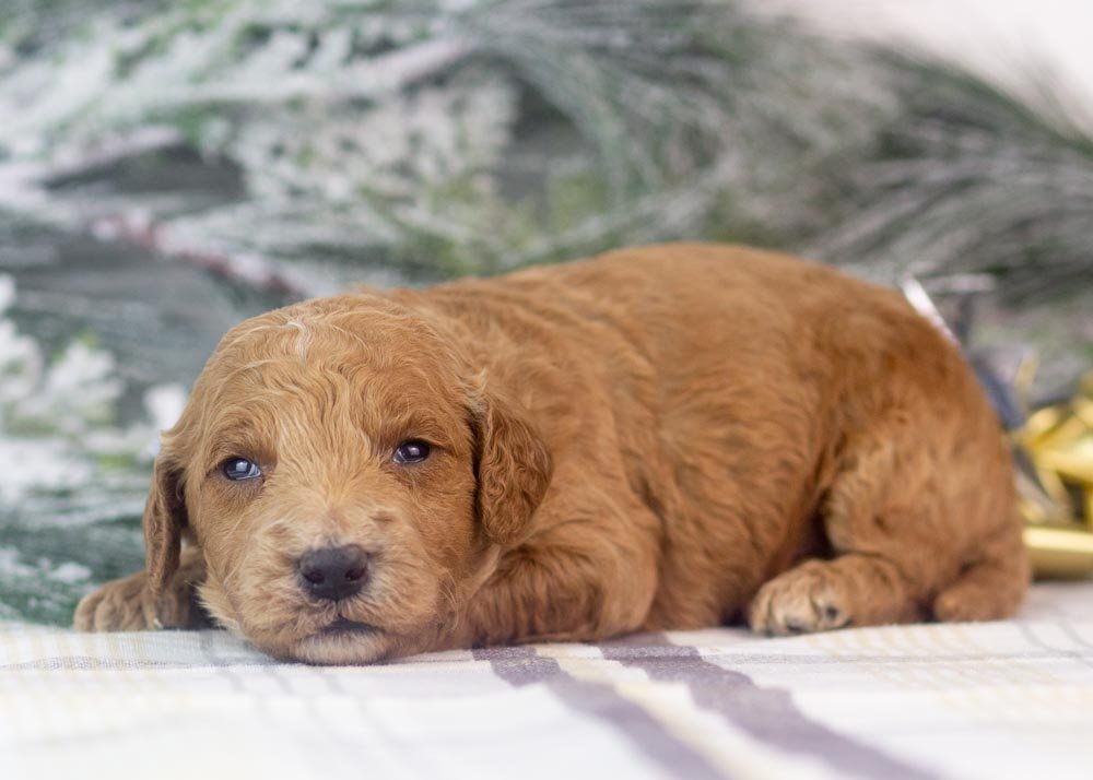 Luca goldendoodle for sale(3).jpg