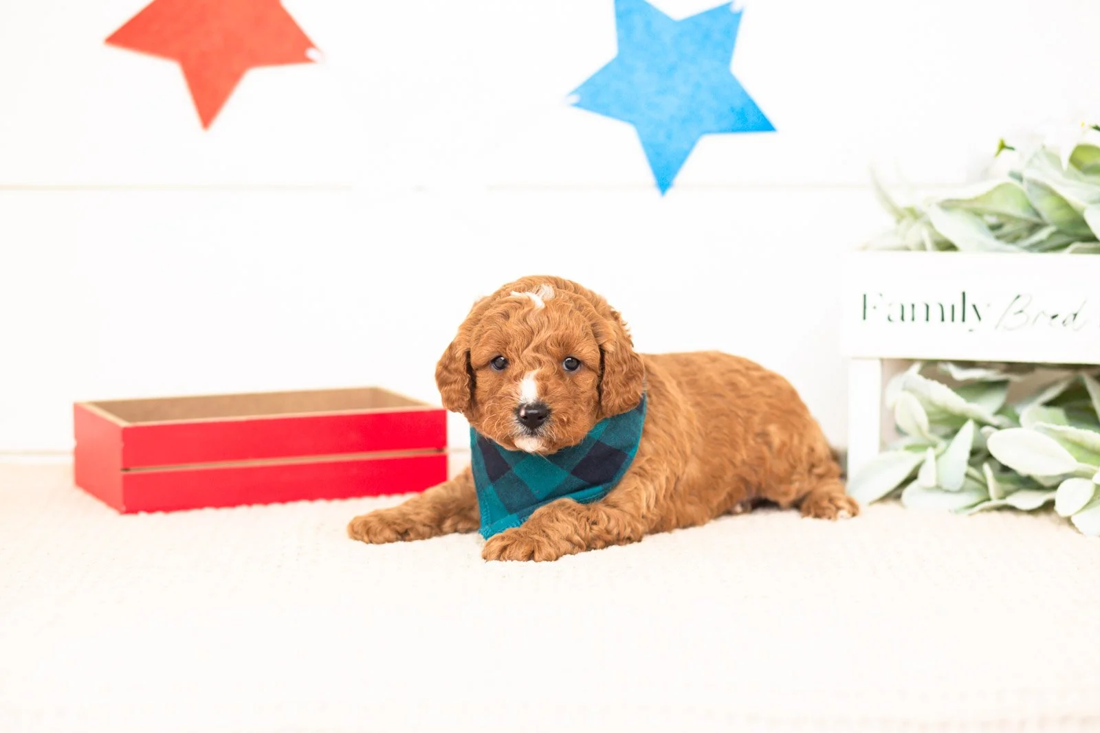 luke goldendoodle for sale.jpg