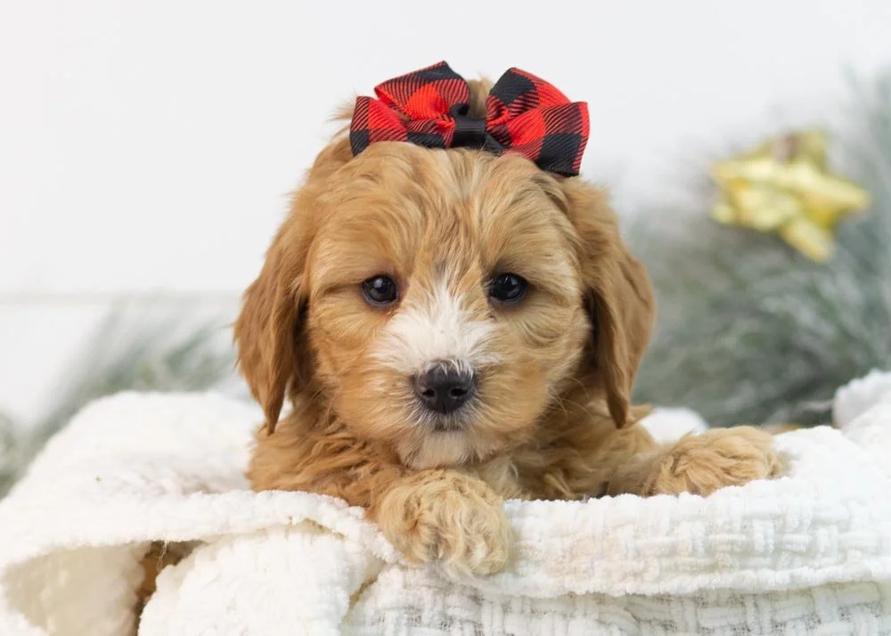 Jingle goldendoodle for sale.jpg