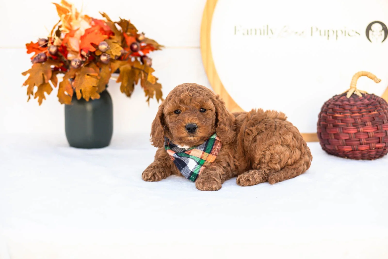 Elijah goldendoodle for sale 5.jpg