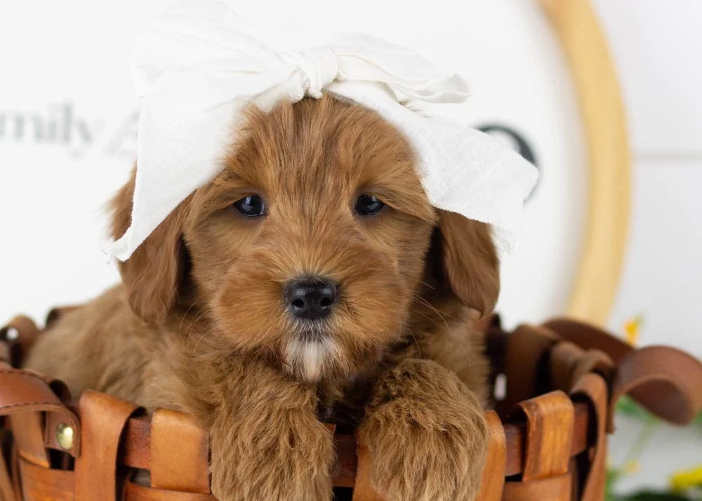 Nancy goldendoodle for sale(1).jpg