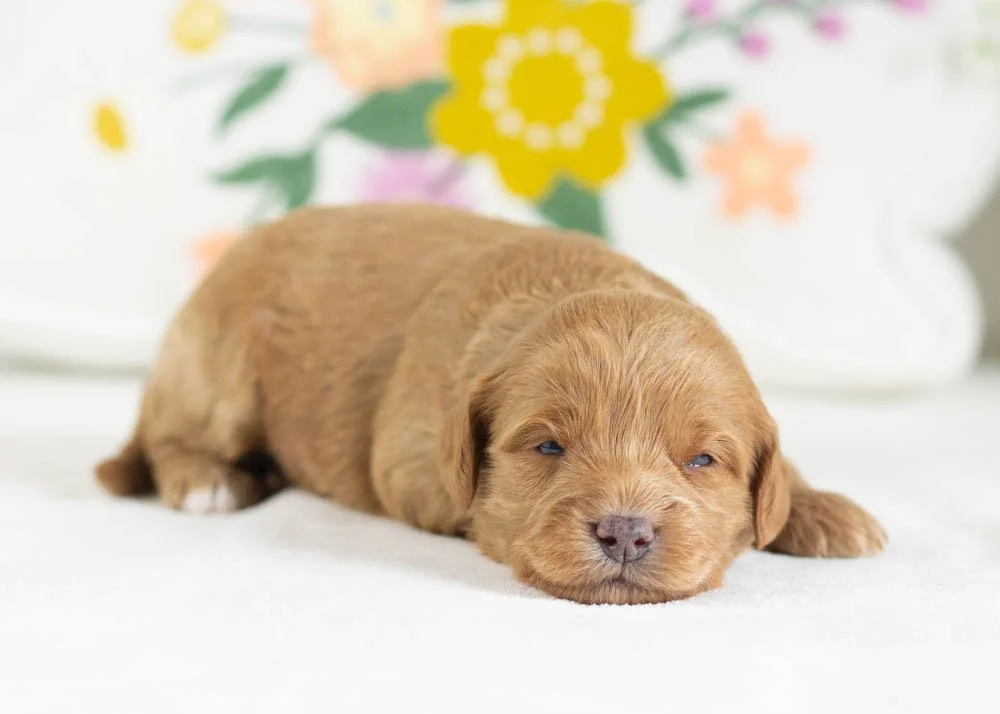muffin goldendoodle for sale(2).jpg