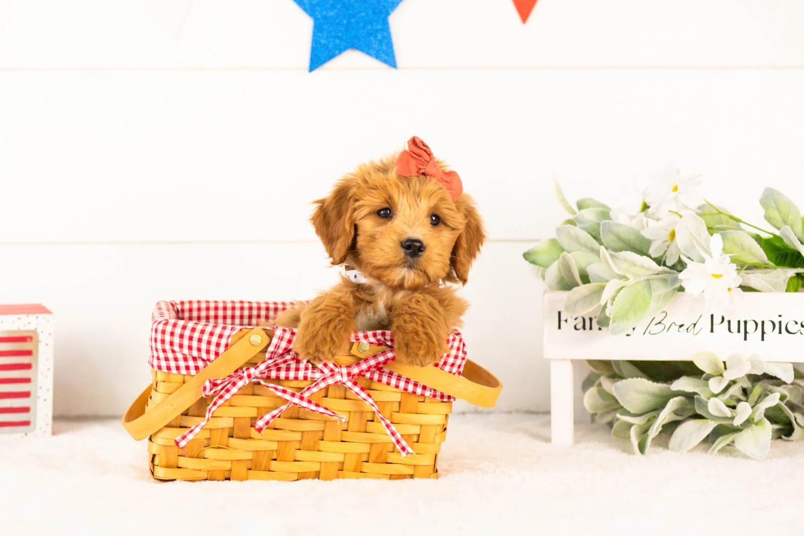Stella goldendoodle for sale(3).jpg