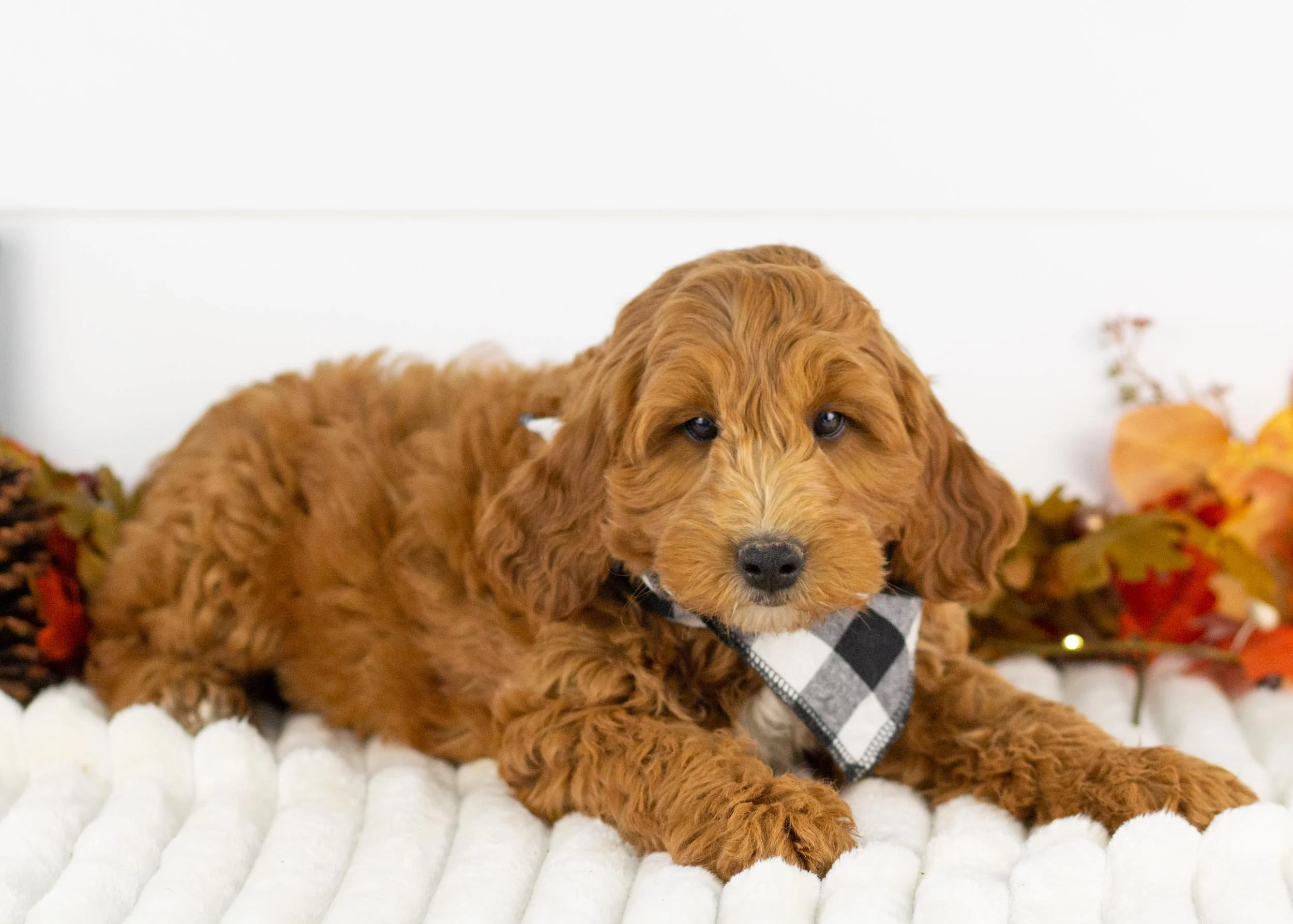 Landry goldendoodle for sale(1).jpg