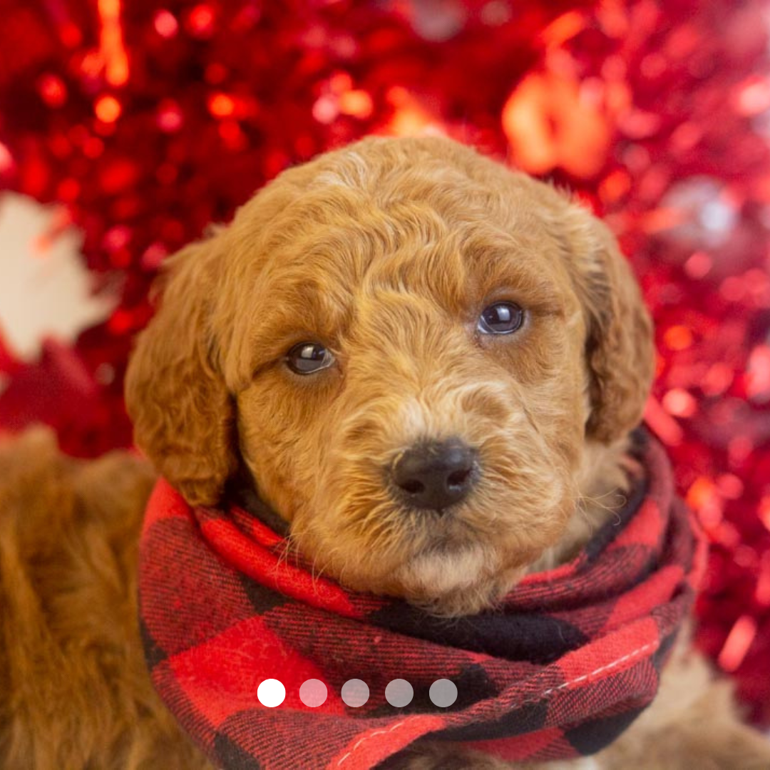 Copy of FBP Design.png