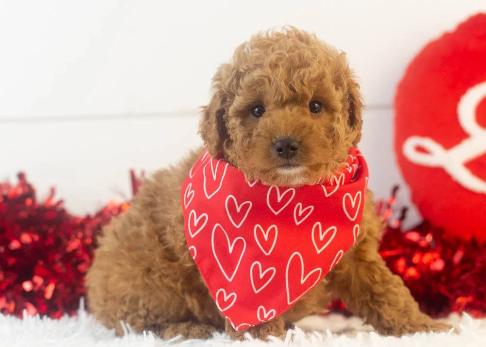 Vinnie goldendoodle for sale(2).jpg