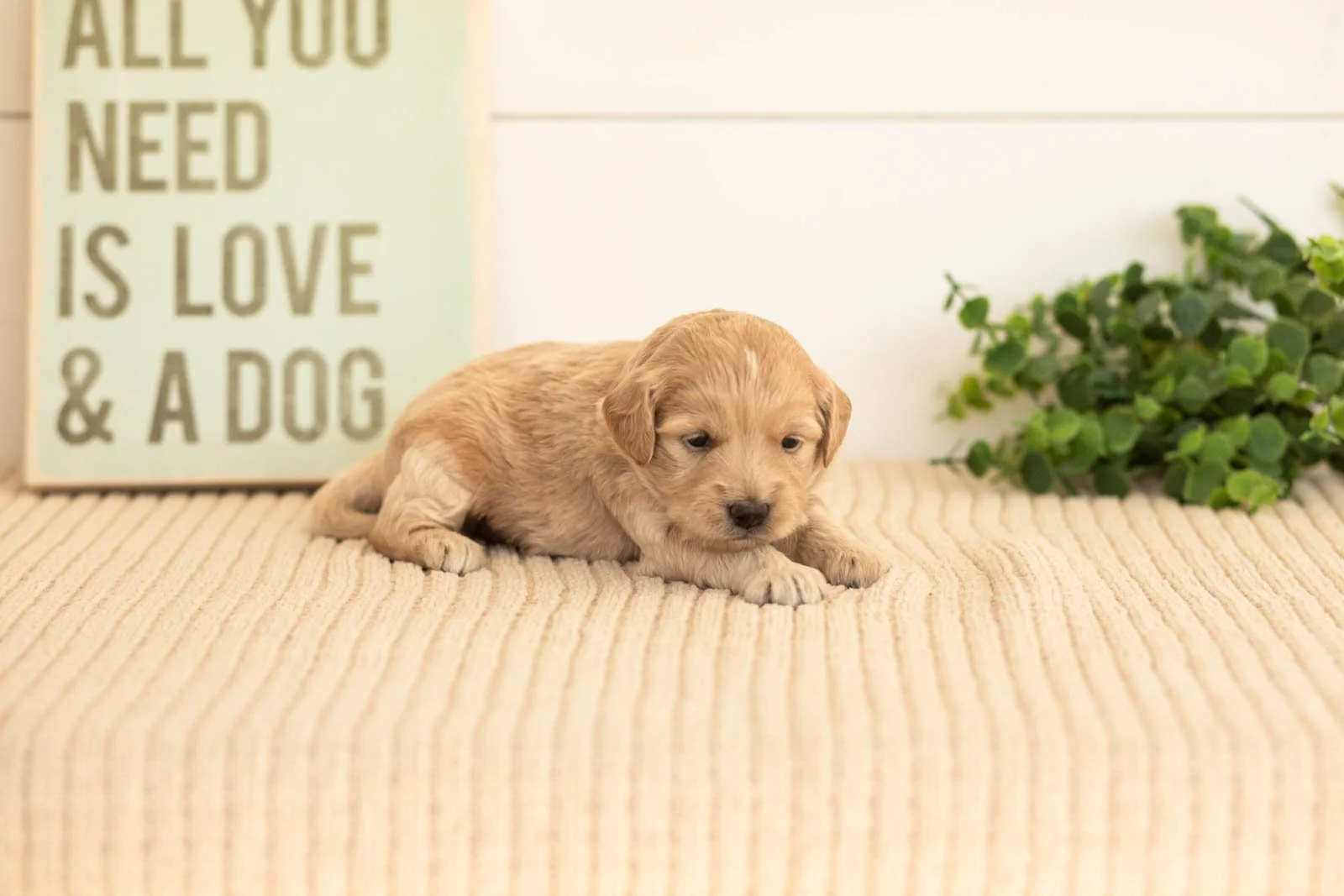 Violet goldendoodle for sale(2).jpg