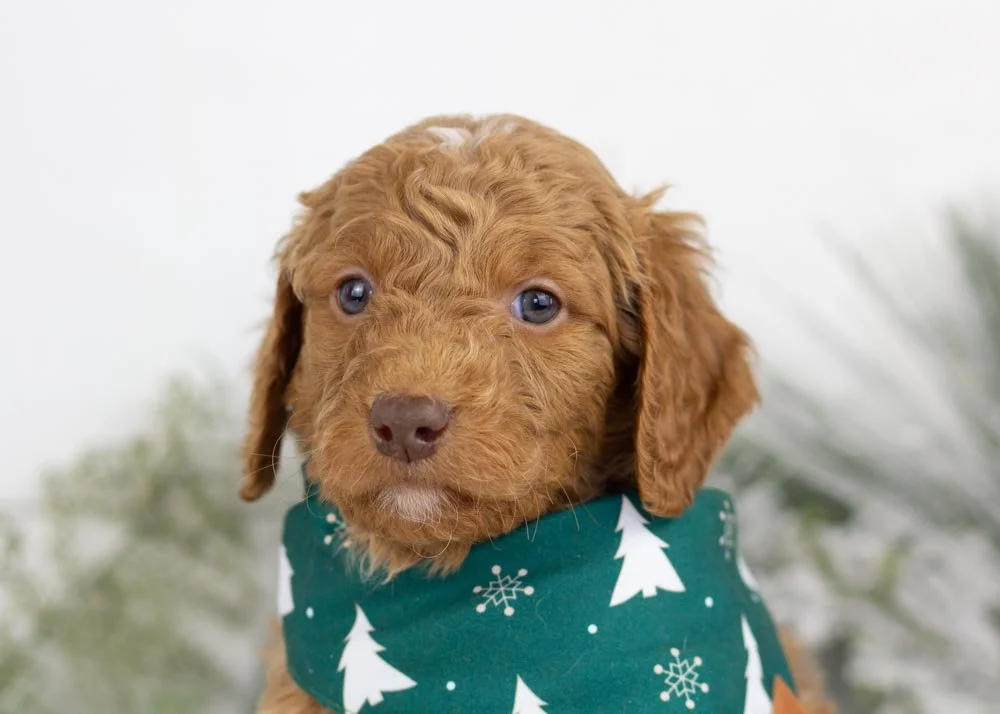 Spur goldendoodle for sale(3).jpg