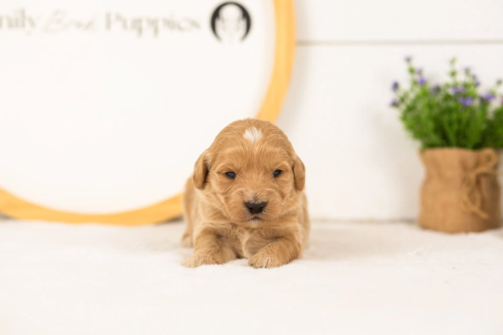 Sandy goldendoodle for sale.jpg