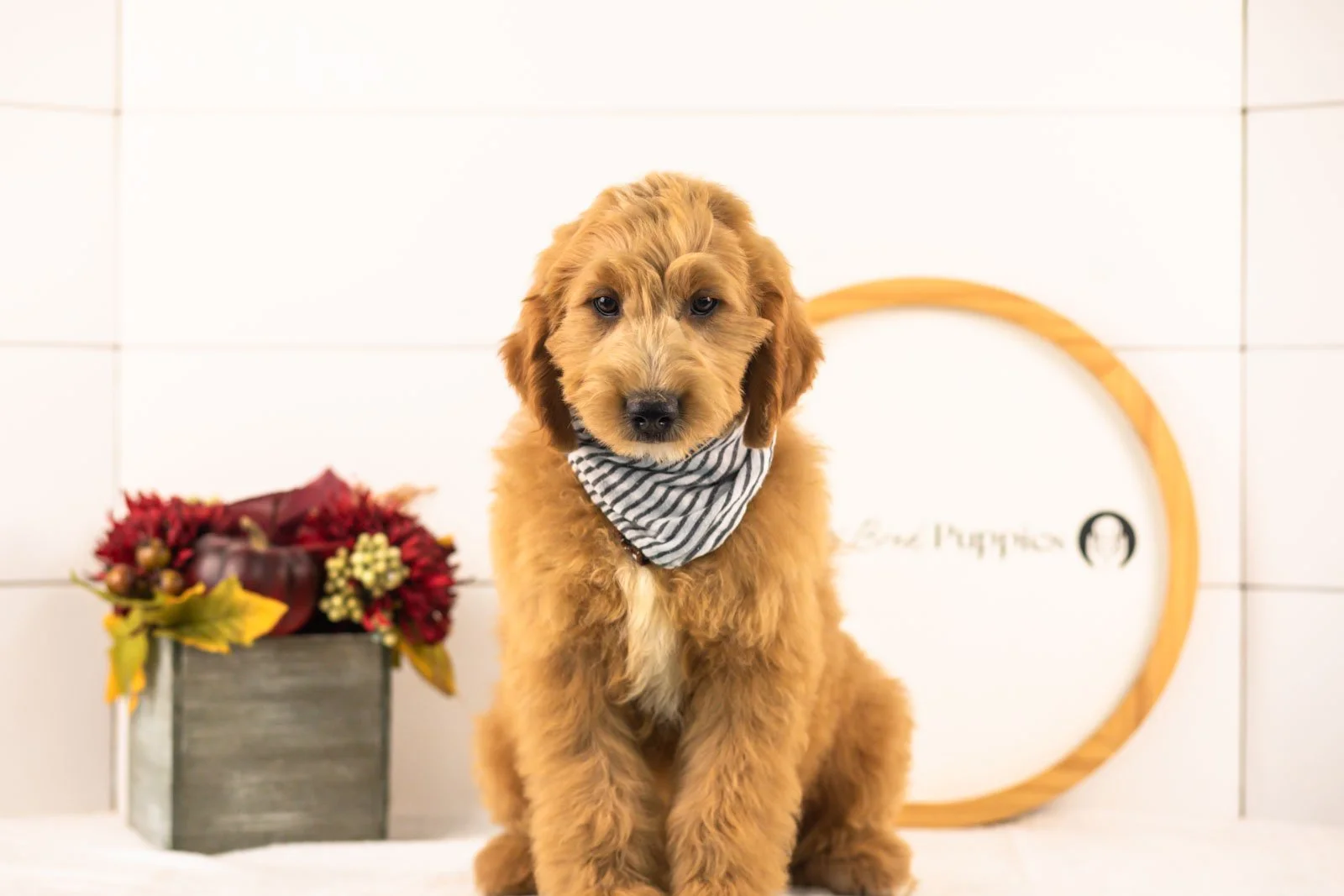 Barley goldendoodle for sale(1).jpg