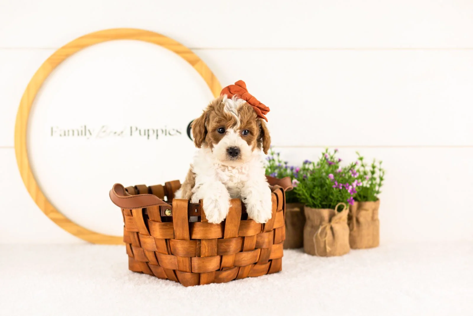 Lucy goldendoodle for sale(3).jpg