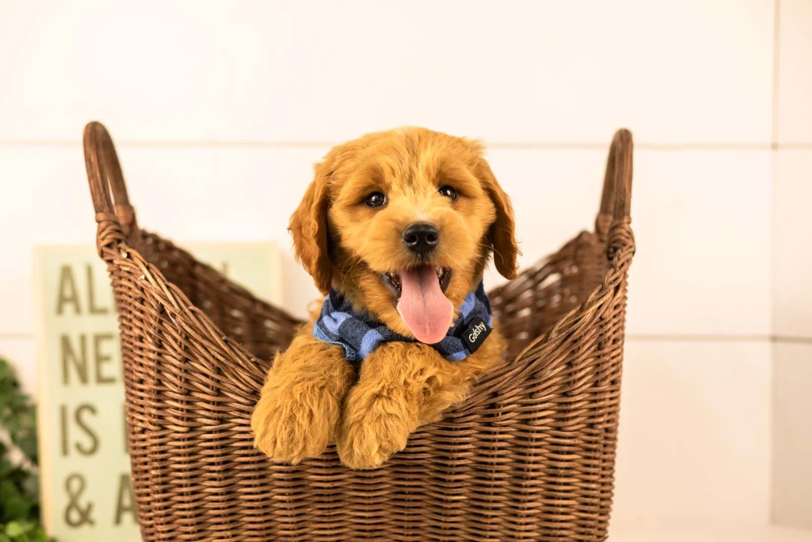 Barley goldendoodle for sale(1).jpg