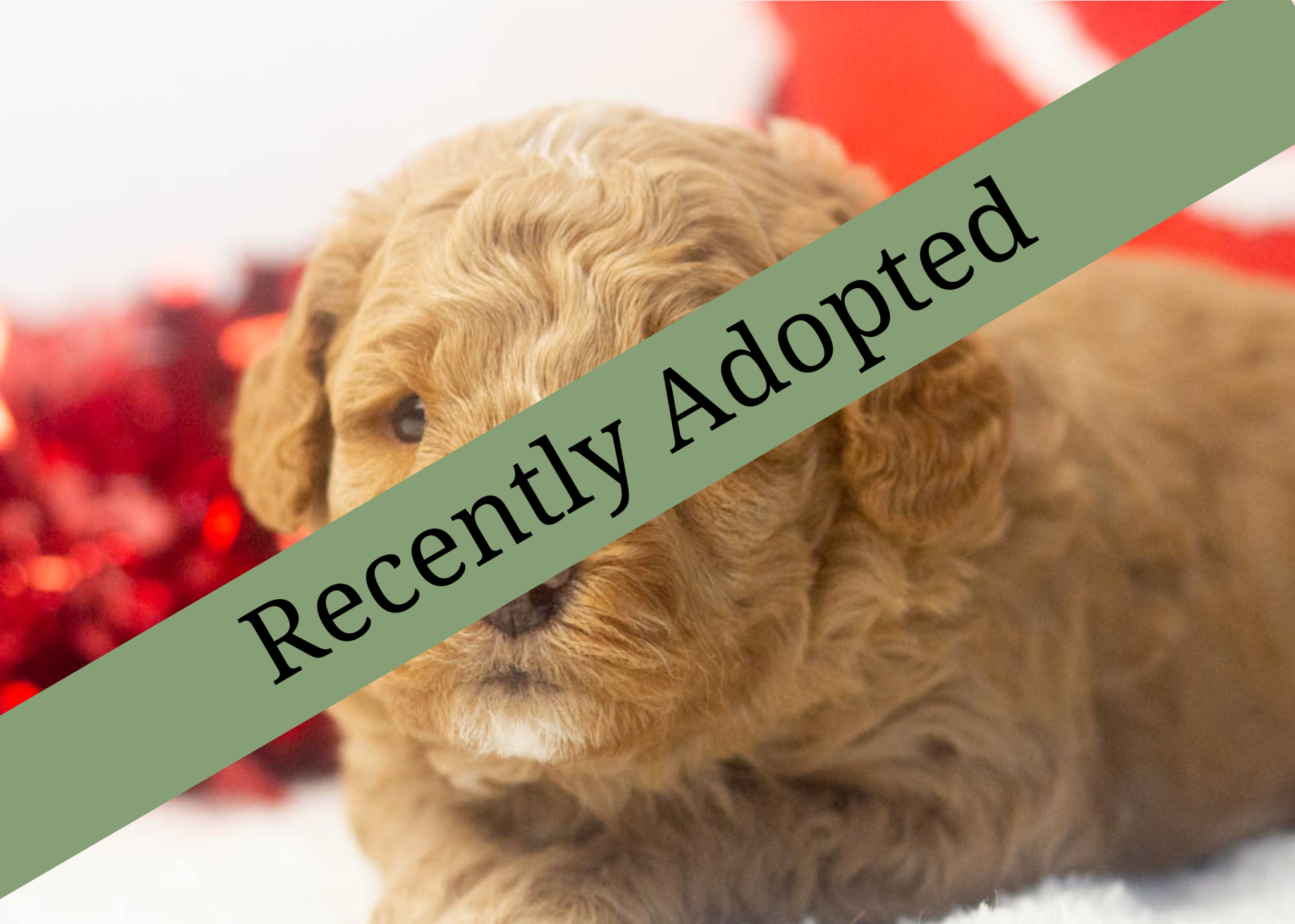 goldendoodle for sale