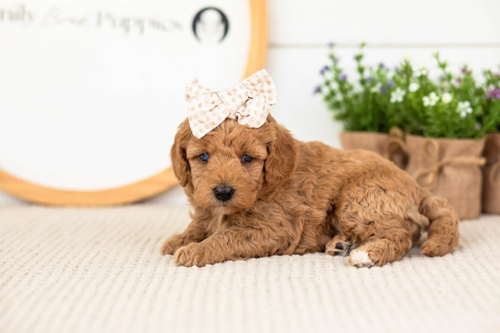 Liberty goldendoodle for sale.jpg