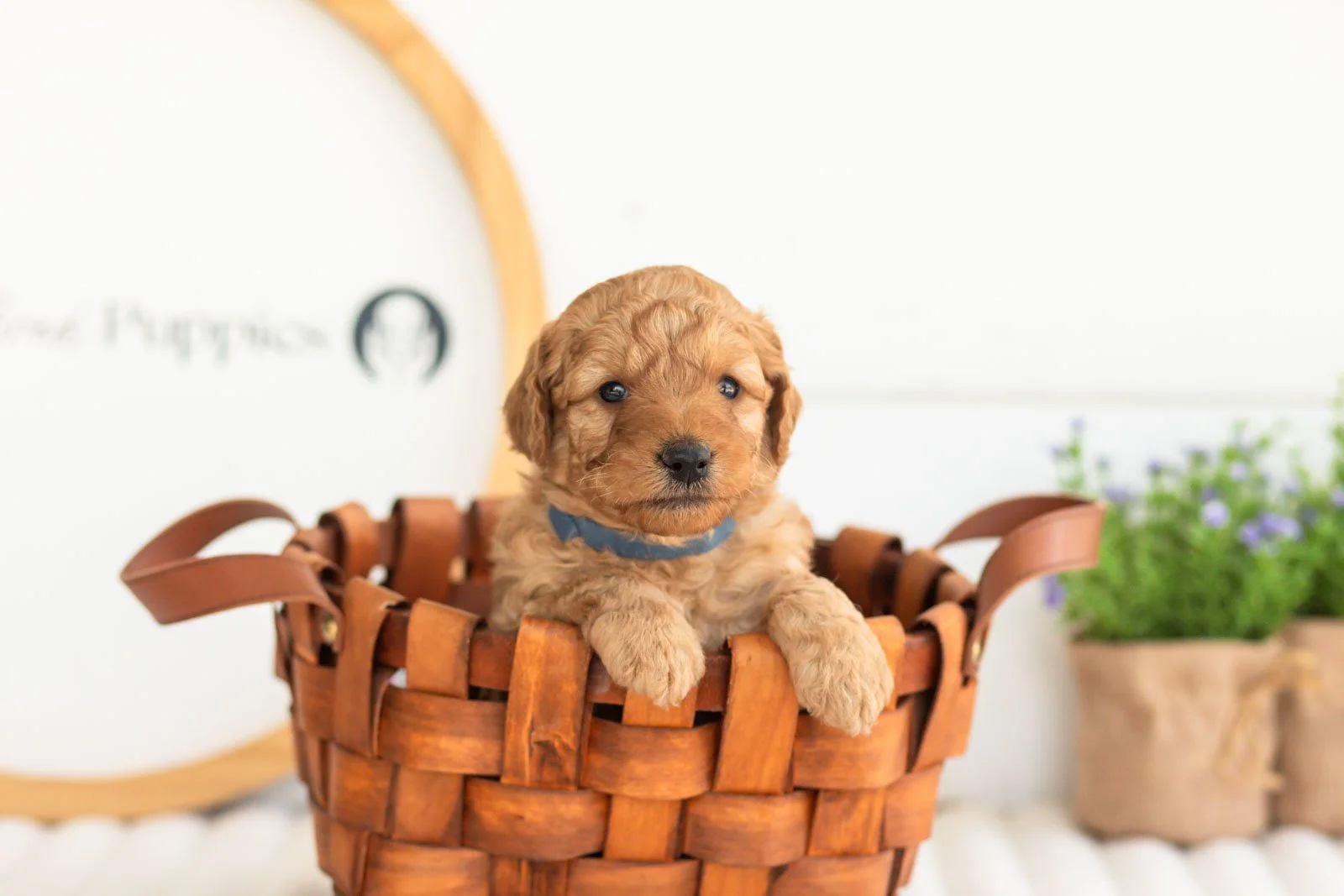 reef goldendoodle for sale(2).jpg