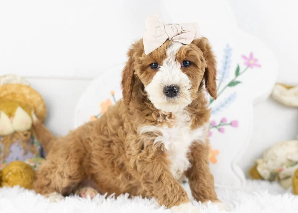 Dennis 1-17-26 Brenda 6. 11oz-4.jpg