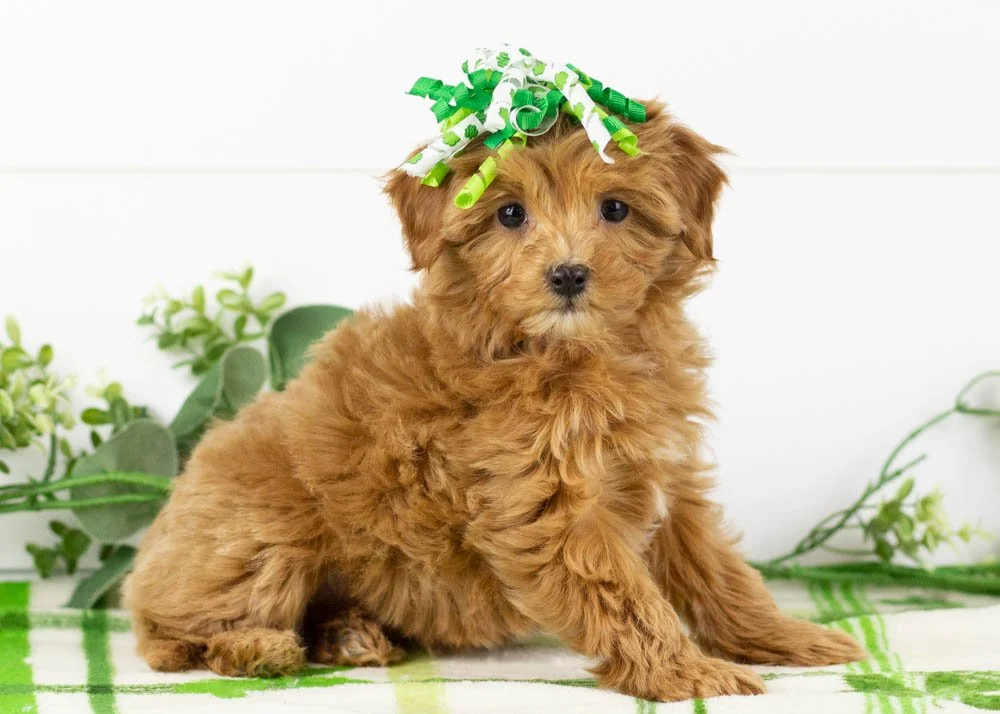 Doug 12-20-25 Eleven 2. 12oz-2.jpg