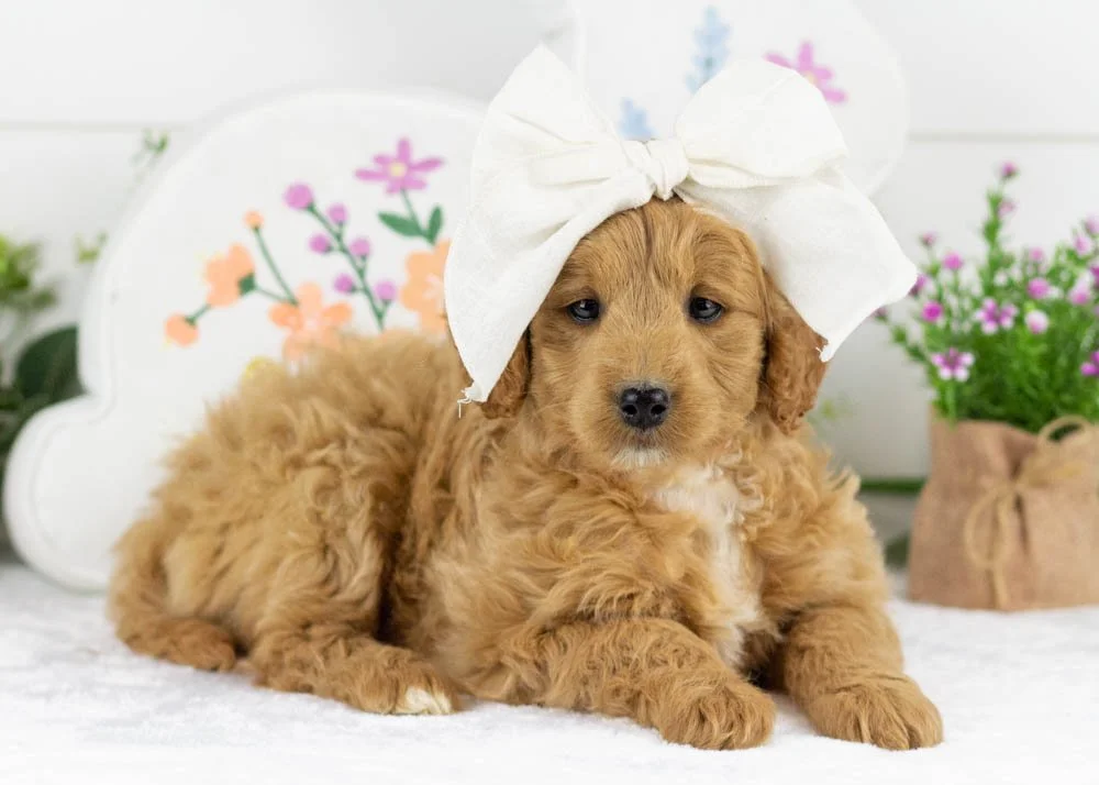 americano goldendoodle for sale.jpg