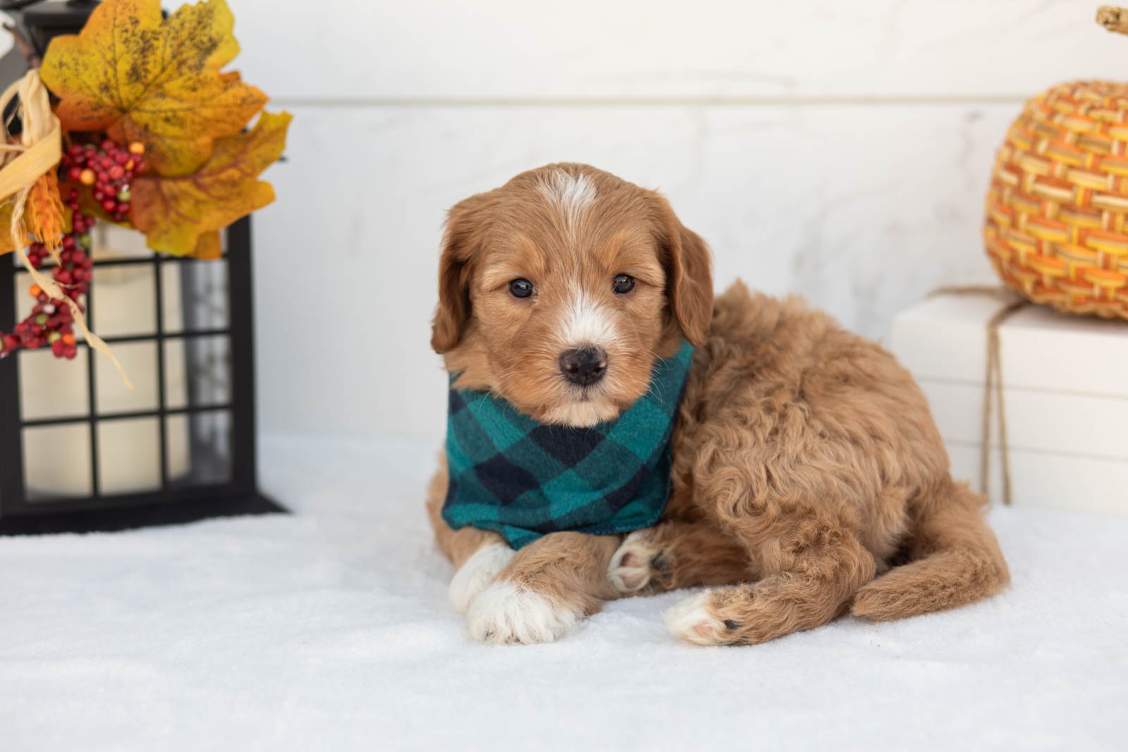 Jack goldendoodle for sale 5.jpg
