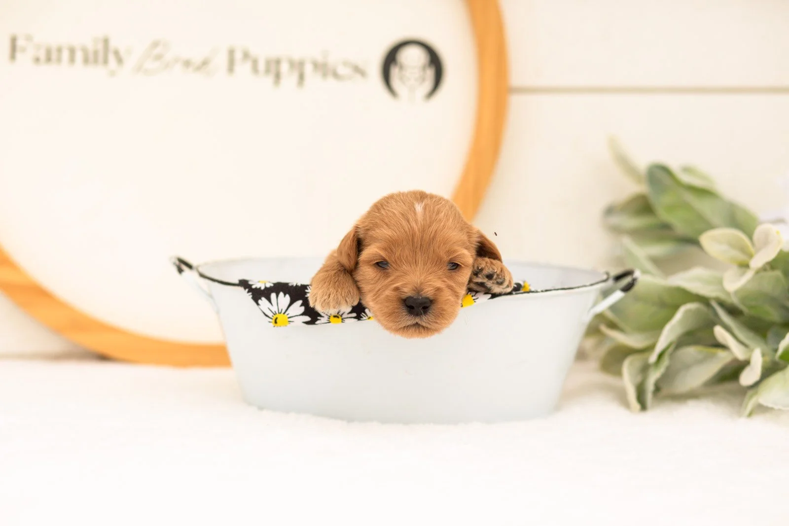 Evan goldendoodle for sale.(3).jpg
