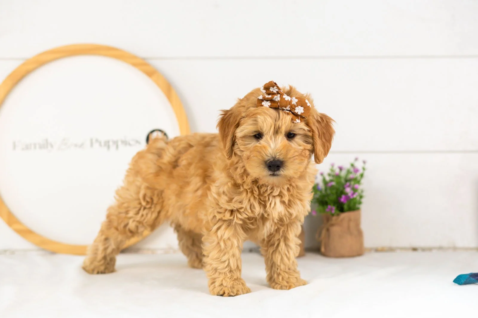 Edith goldendoodle for sale(1).jpg