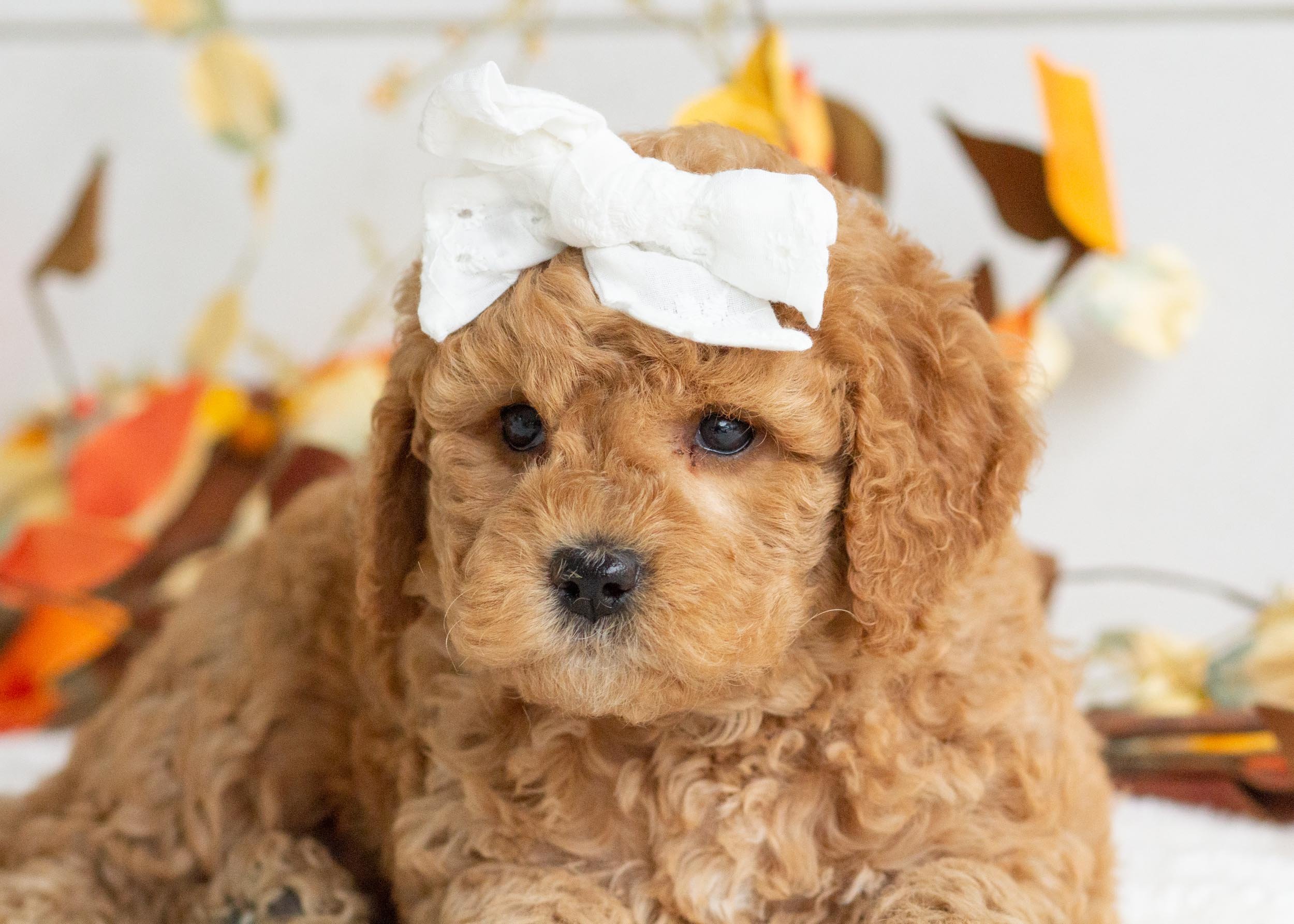 Bella goldendoodle for sale(2).jpg
