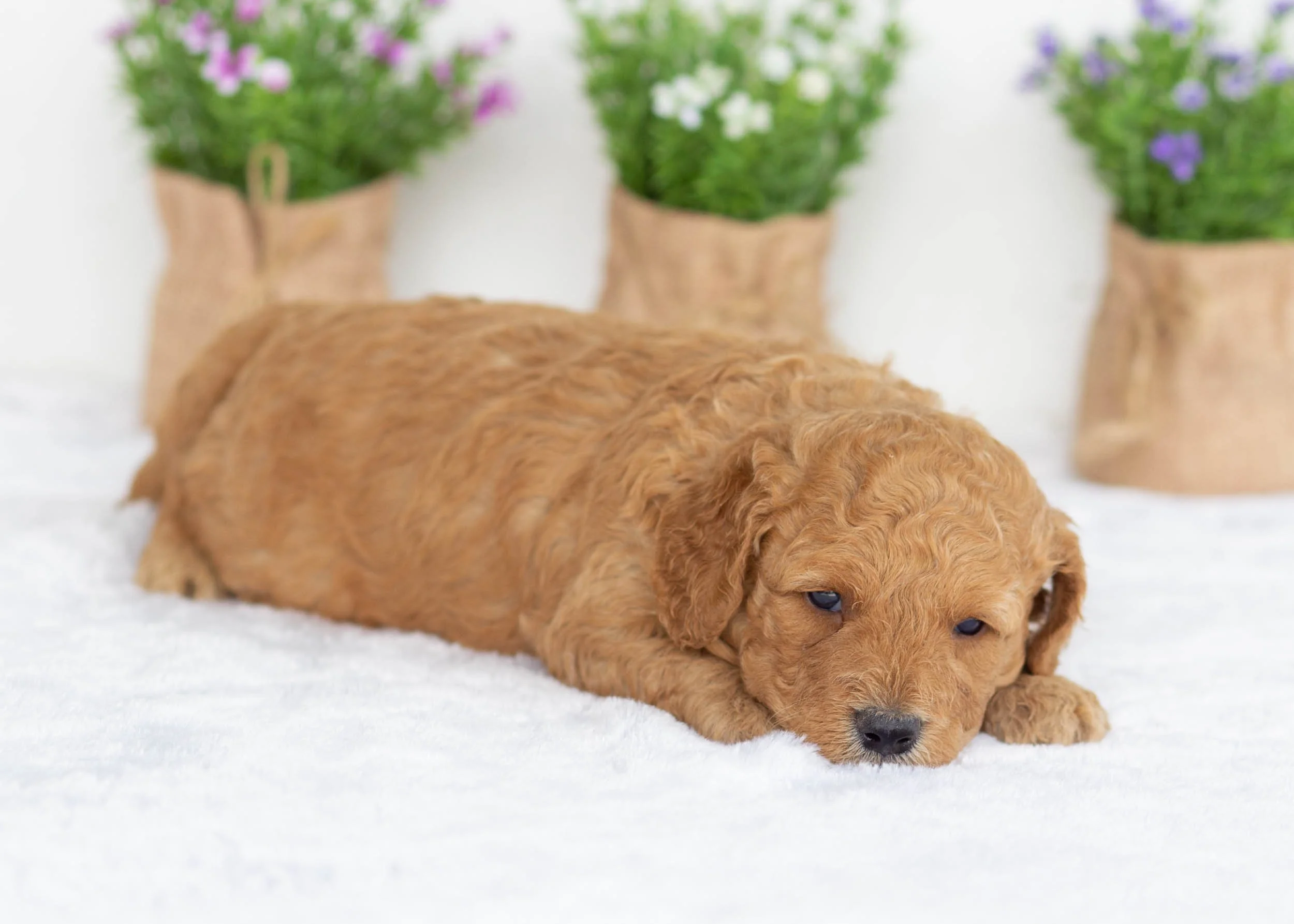 Frankie golden doodle for sale(2).jpg