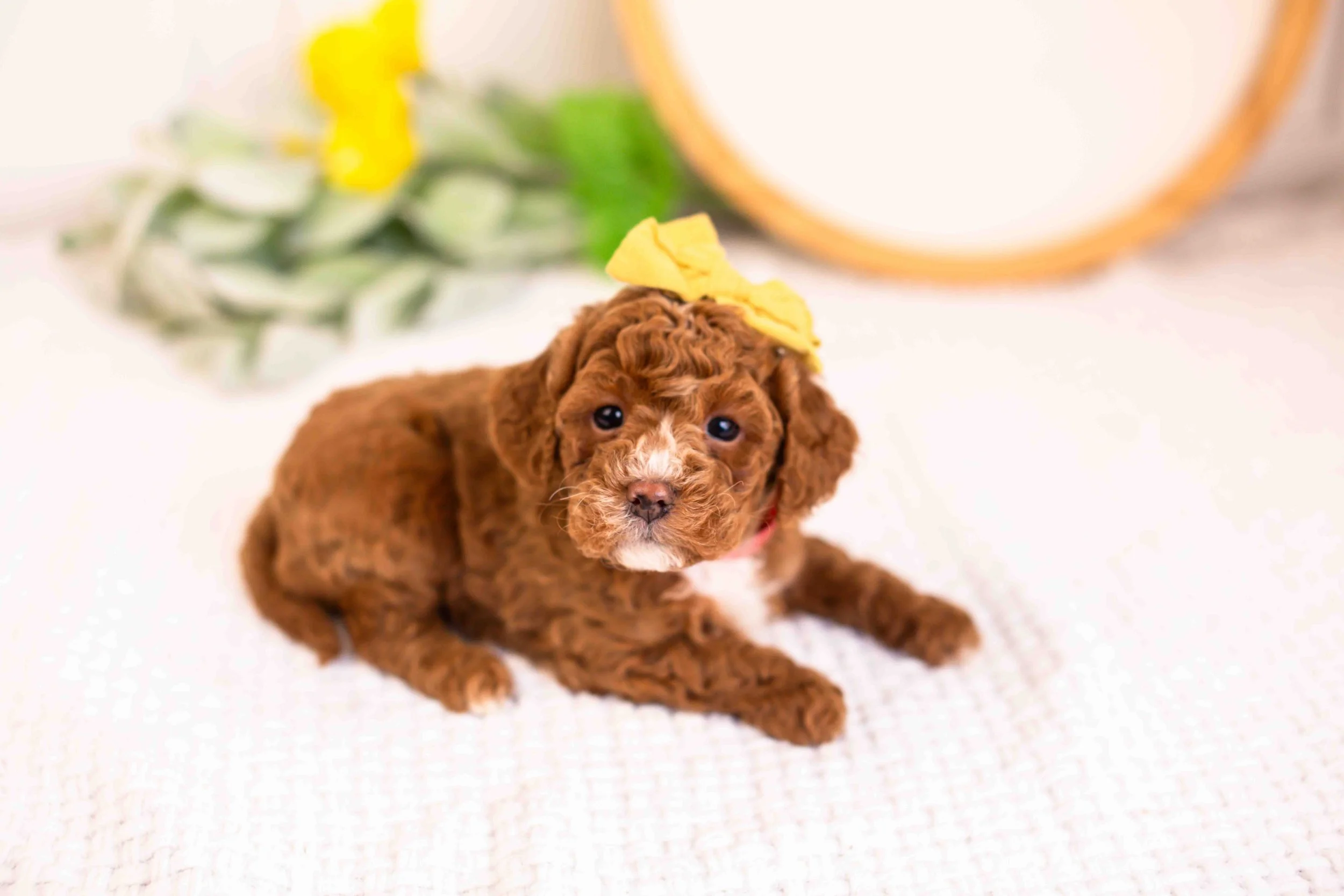 mia goldendoodle for sale(2).jpg