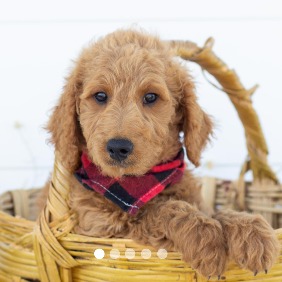 Copy of FBP Design.png