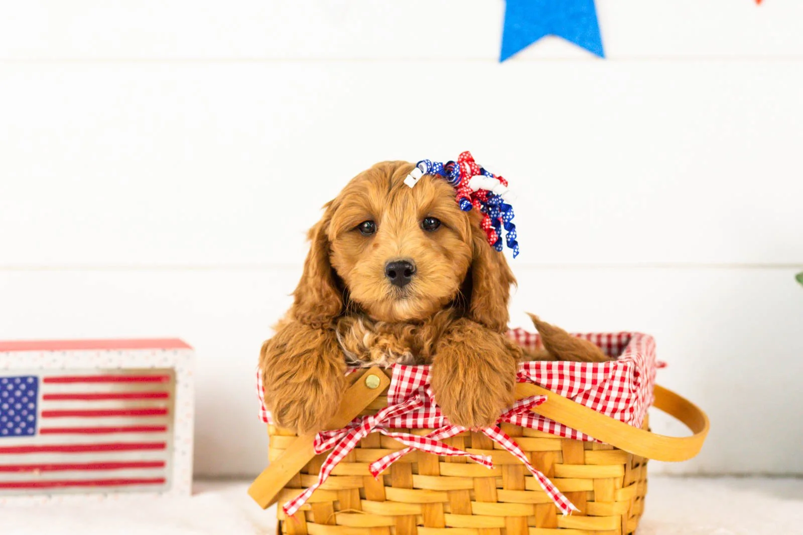 Pam goldendoodle for sale(3).jpg