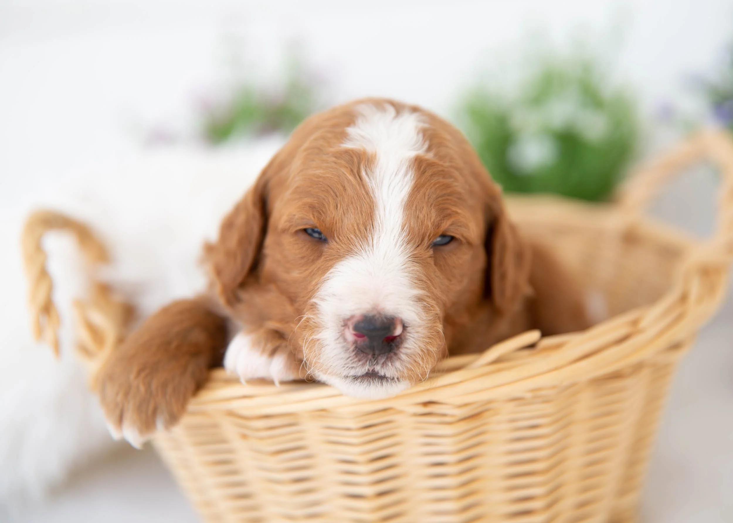 Slushie Goldendoodle for sale.(1).jpg