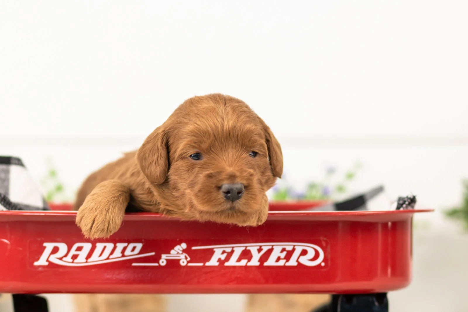 lark goldendoodle for sale(2).jpg