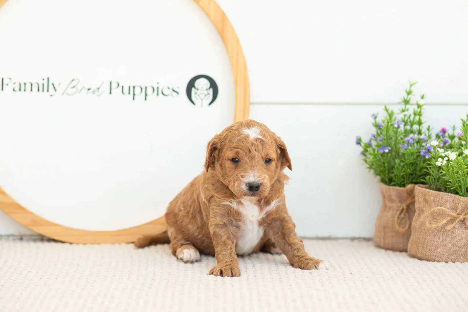 Bolt golendoodle for sale(1).jpg