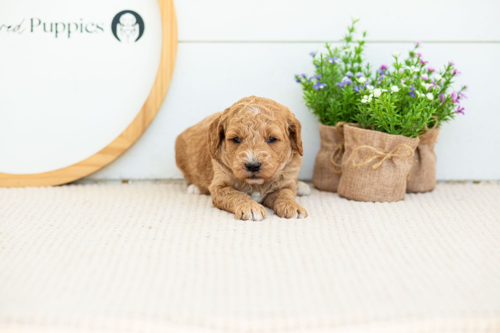 Thunder golendoodle for sale.jpg