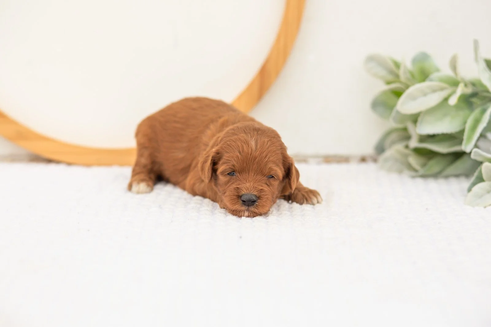 Verity goldendoodle for sale(2).jpg