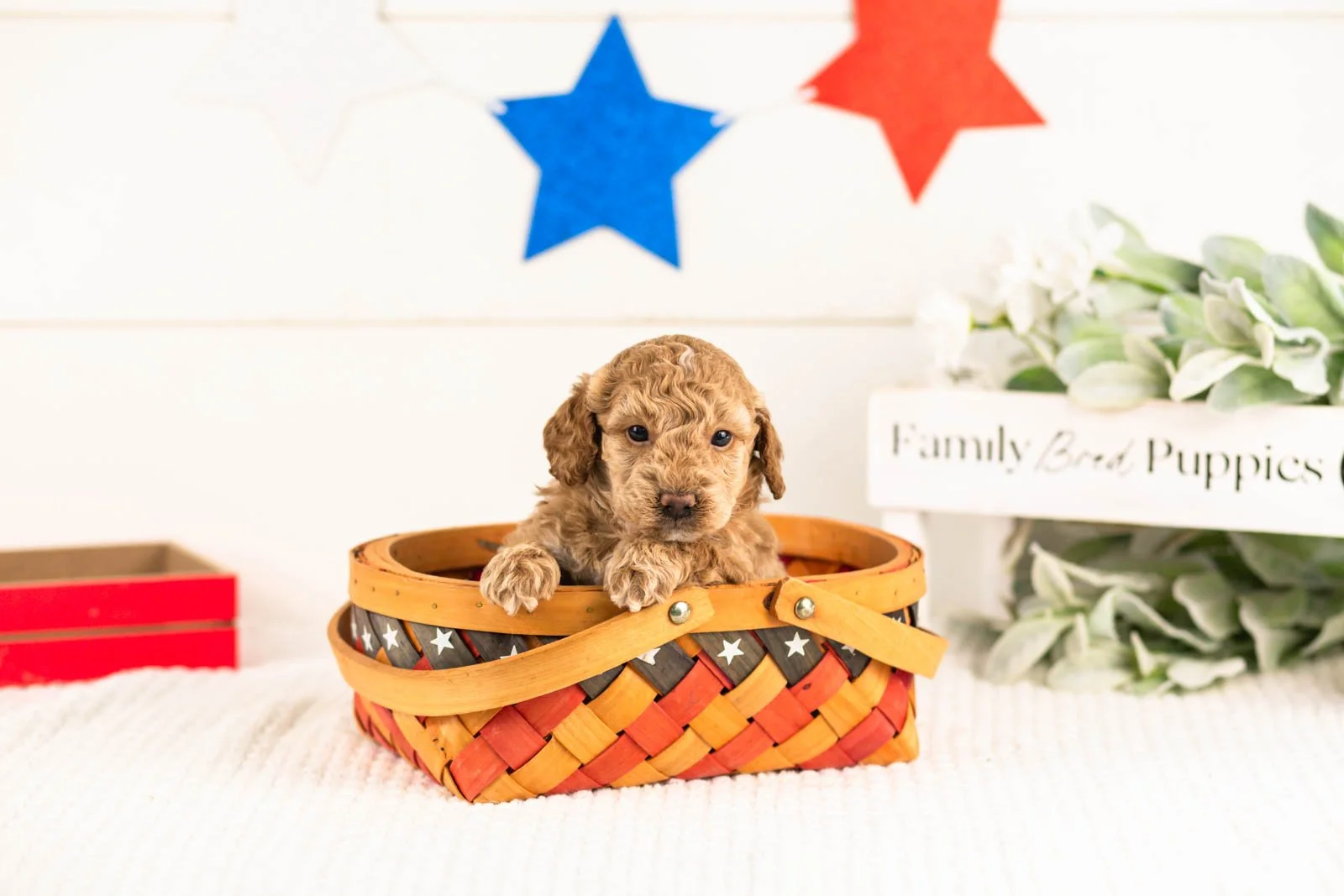 Benji goldendoodle for sale(4).jpg