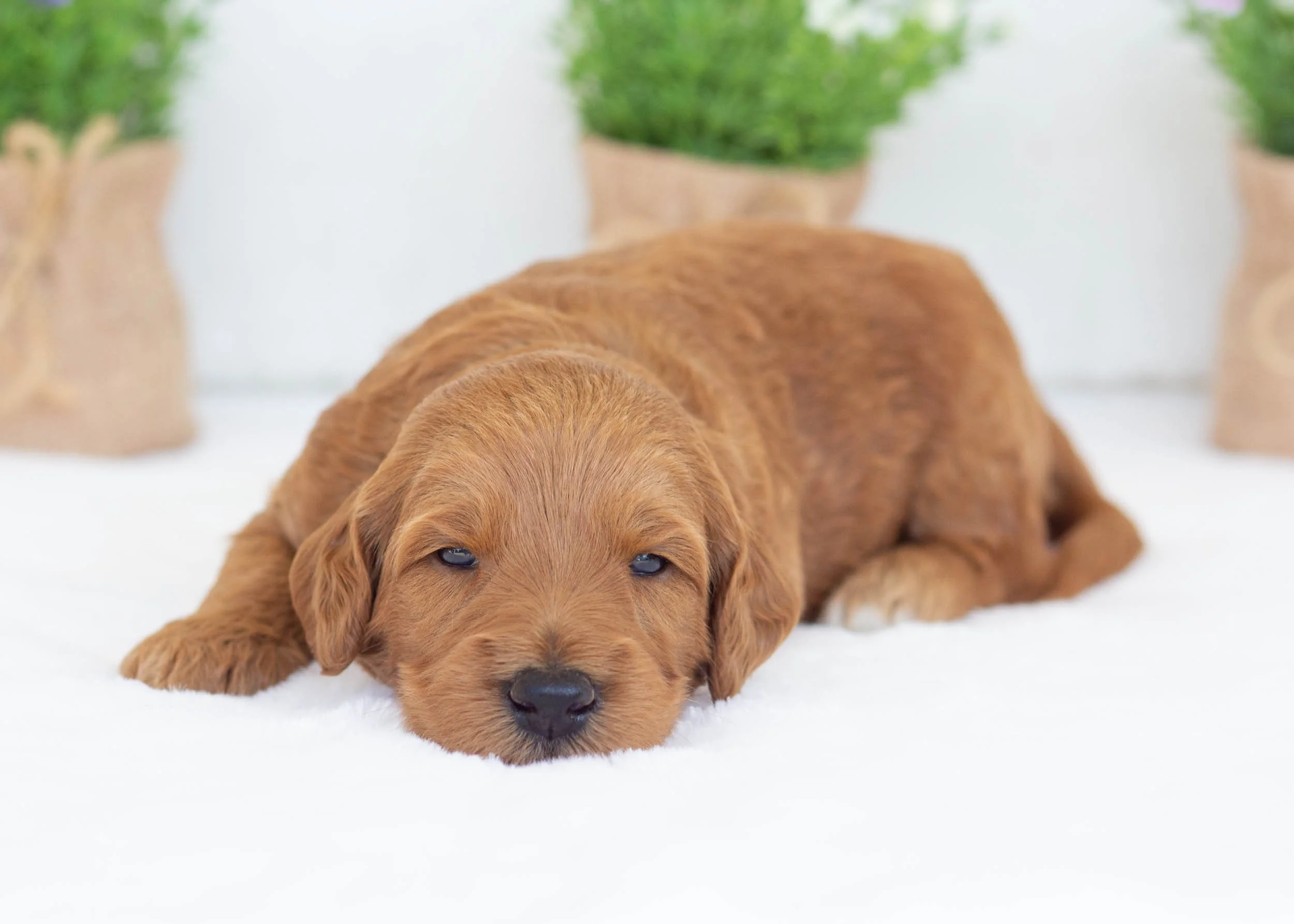 Dino goldendoodle for sale(2).jpg