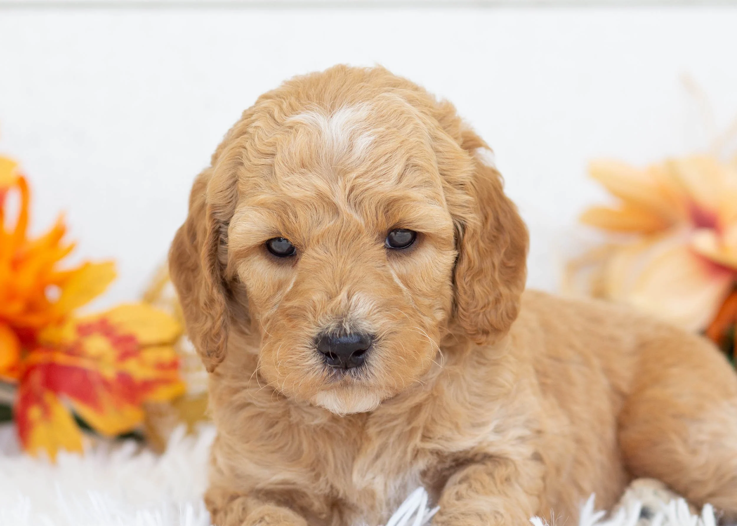 Par goldendoodle for sale.jpg