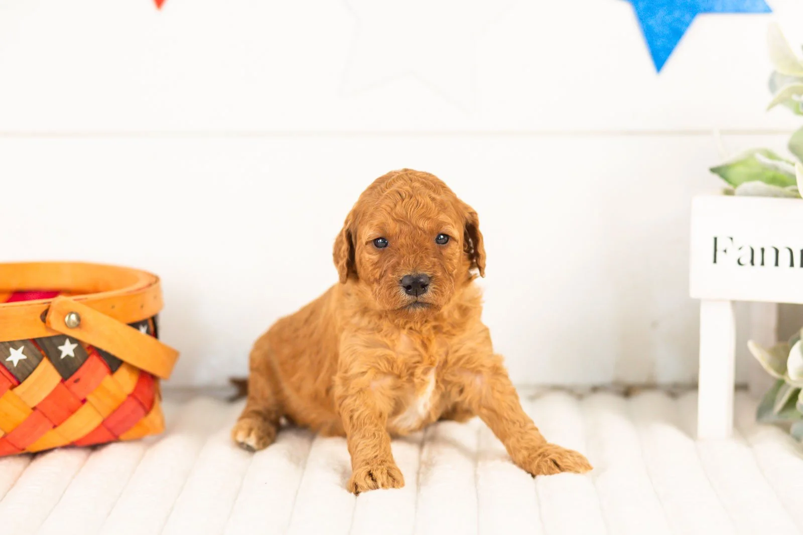 Savannah goldendoodle for sale(1).jpg